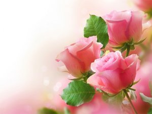 Pink Roses Jigsaw Puzzle